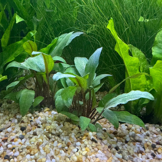 Pisces Enterprises 3cm Terracotta Pot Cryptocoryne Undulatus Red 3cm Terracotta Pot Cryptocoryne Undulatus Red 3cm Terracotta Pot - Buy Aquarium Plants