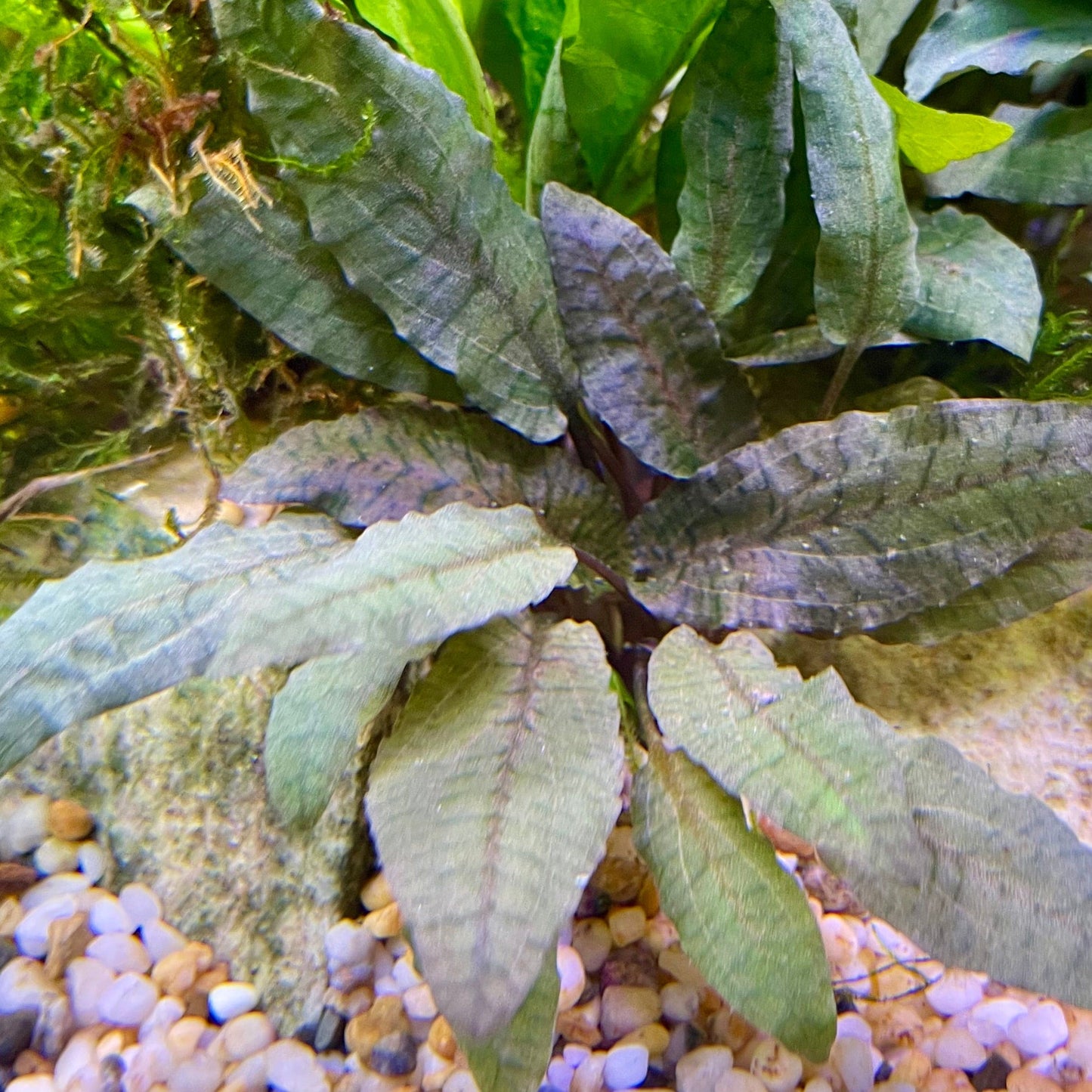 Pisces Enterprises 3cm Terracotta Pot Cryptocoryne Wendtii Tropica 3cm Terracotta Pot Cryptocoryne Wendtii Tropica 3cm Terracotta Pot Aquarium Plant Aust.