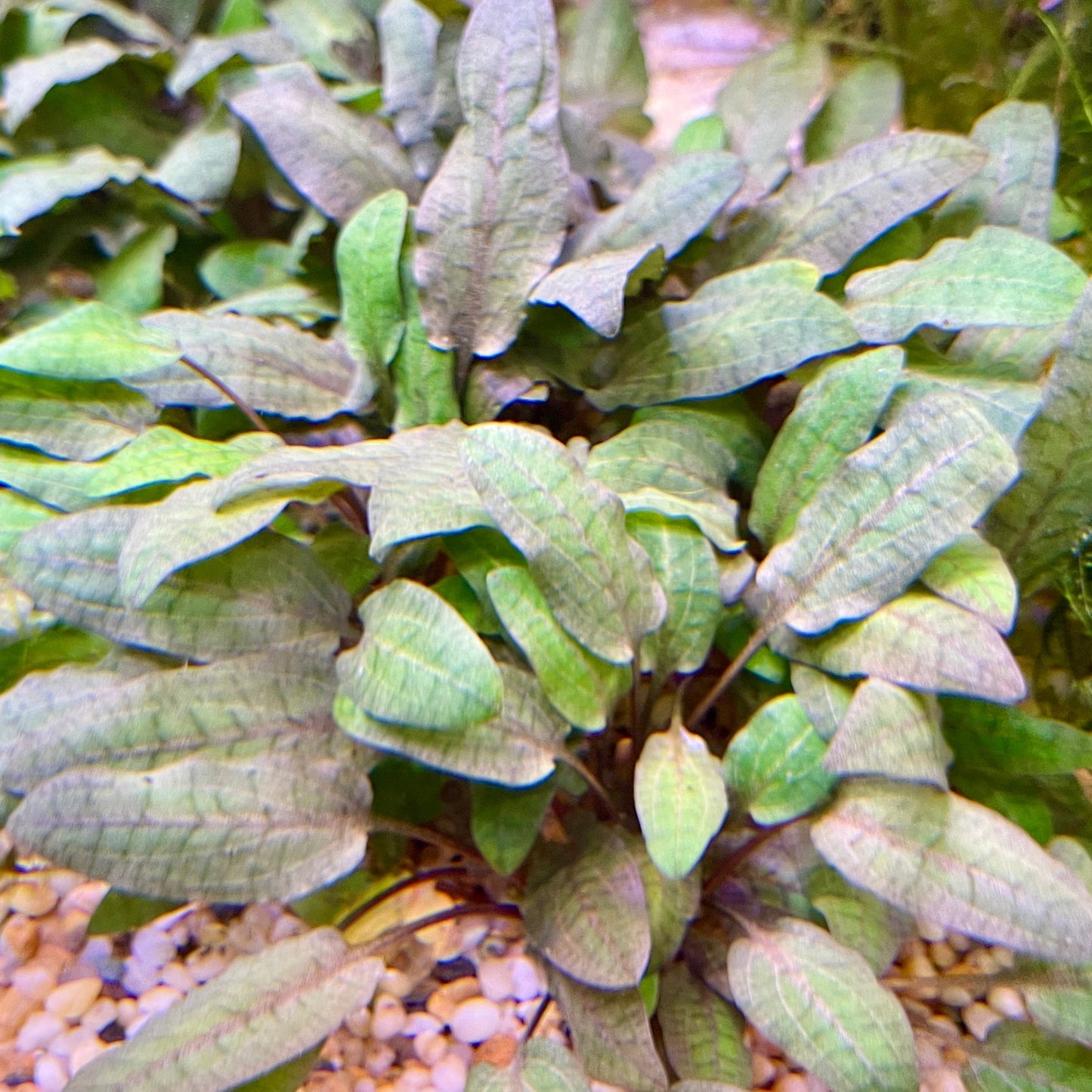 Pisces Enterprises 3cm Terracotta Pot Cryptocoryne Wendtii Tropica 3cm Terracotta Pot Cryptocoryne Wendtii Tropica 3cm Terracotta Pot Aquarium Plant Aust.