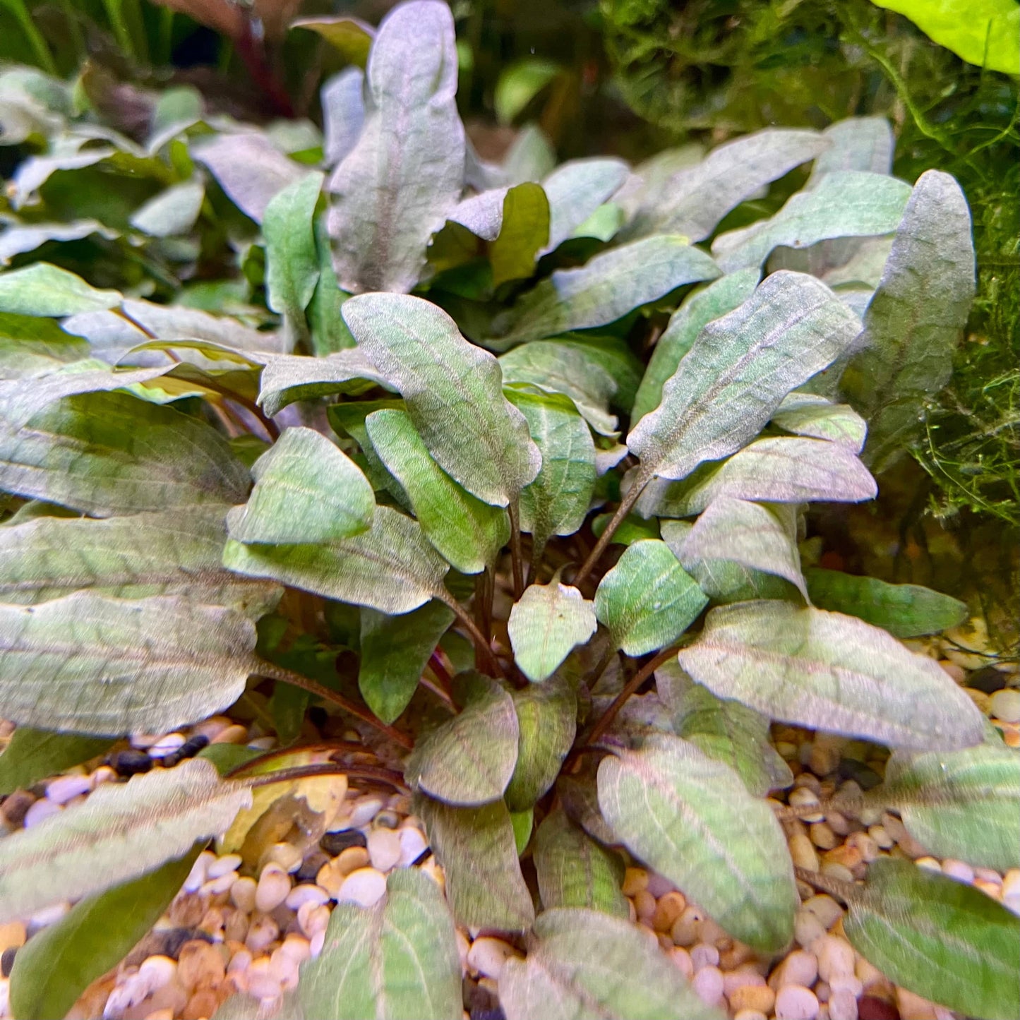 Pisces Enterprises 3cm Terracotta Pot Cryptocoryne Wendtii Tropica 3cm Terracotta Pot Cryptocoryne Wendtii Tropica 3cm Terracotta Pot Aquarium Plant Aust.