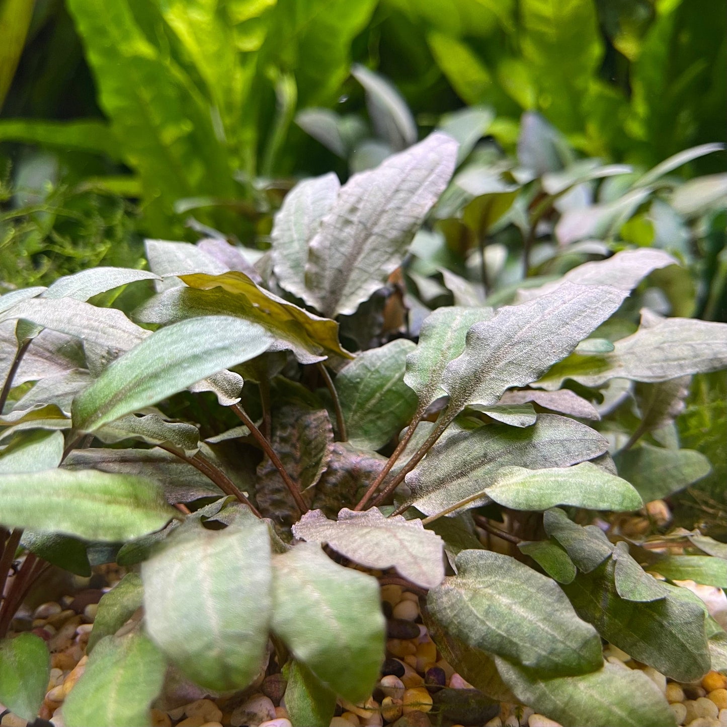 Pisces Enterprises 3cm Terracotta Pot Cryptocoryne Wendtii Tropica 3cm Terracotta Pot Cryptocoryne Wendtii Tropica 3cm Terracotta Pot Aquarium Plant Aust.