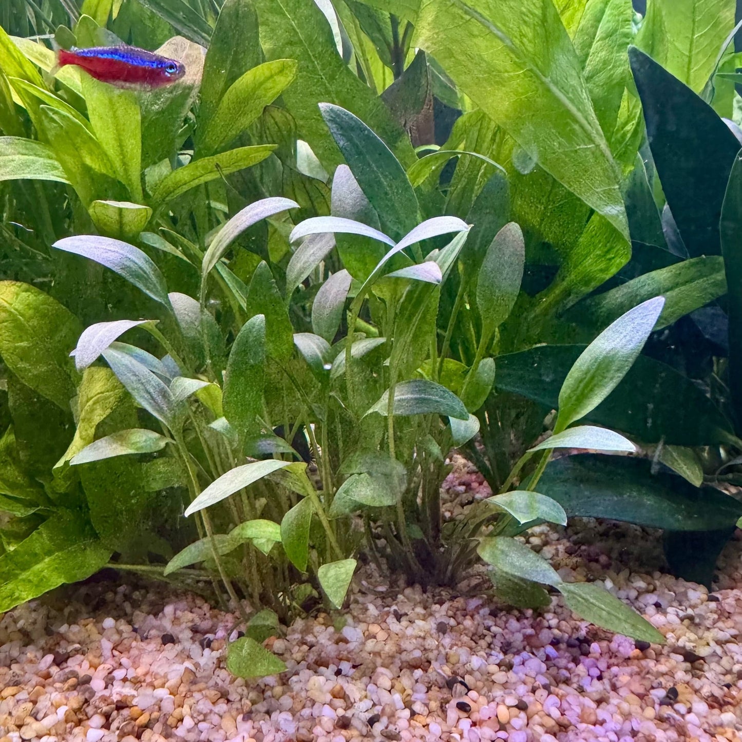 Pisces Enterprises 3cm Terracotta Pot Cryptocoryne Willisii 3cm Terracotta Pot Cryptocoryne Willisii 3cm Terracotta Pot