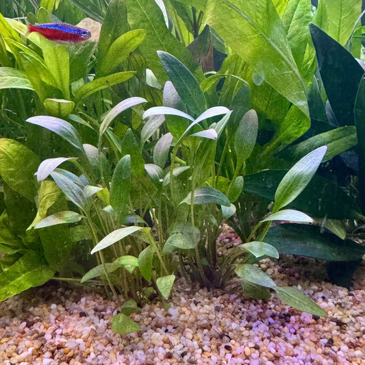 Pisces Enterprises 3cm Terracotta Pot Cryptocoryne Willisii 3cm Terracotta Pot Cryptocoryne Willisii 3cm Terracotta Pot