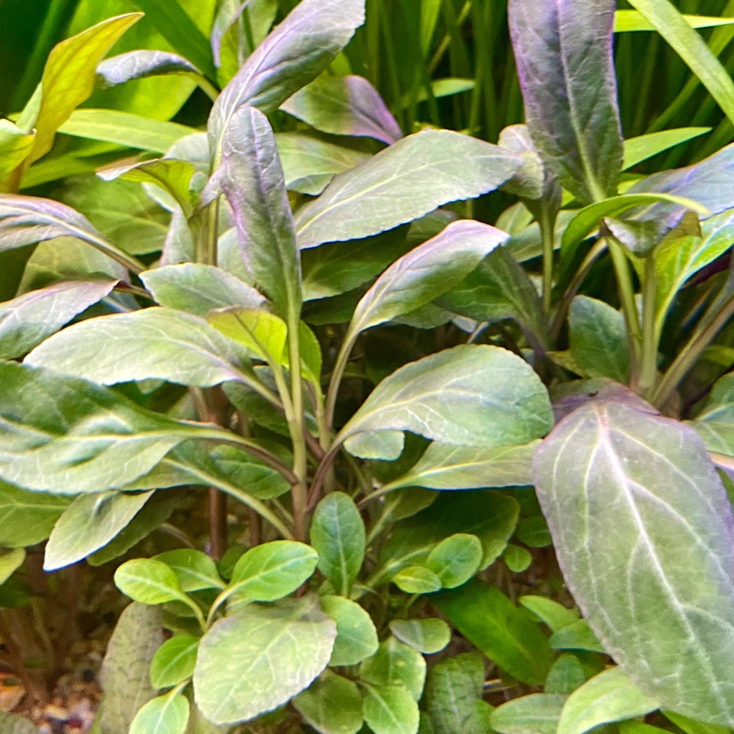 Pisces Enterprises 3cm Terracotta Pot Lobelia Cardinalis 3cm Terracotta Pot Shop Aquarium Plants - Lobelia Cardinalis 3cm Terracotta Pot