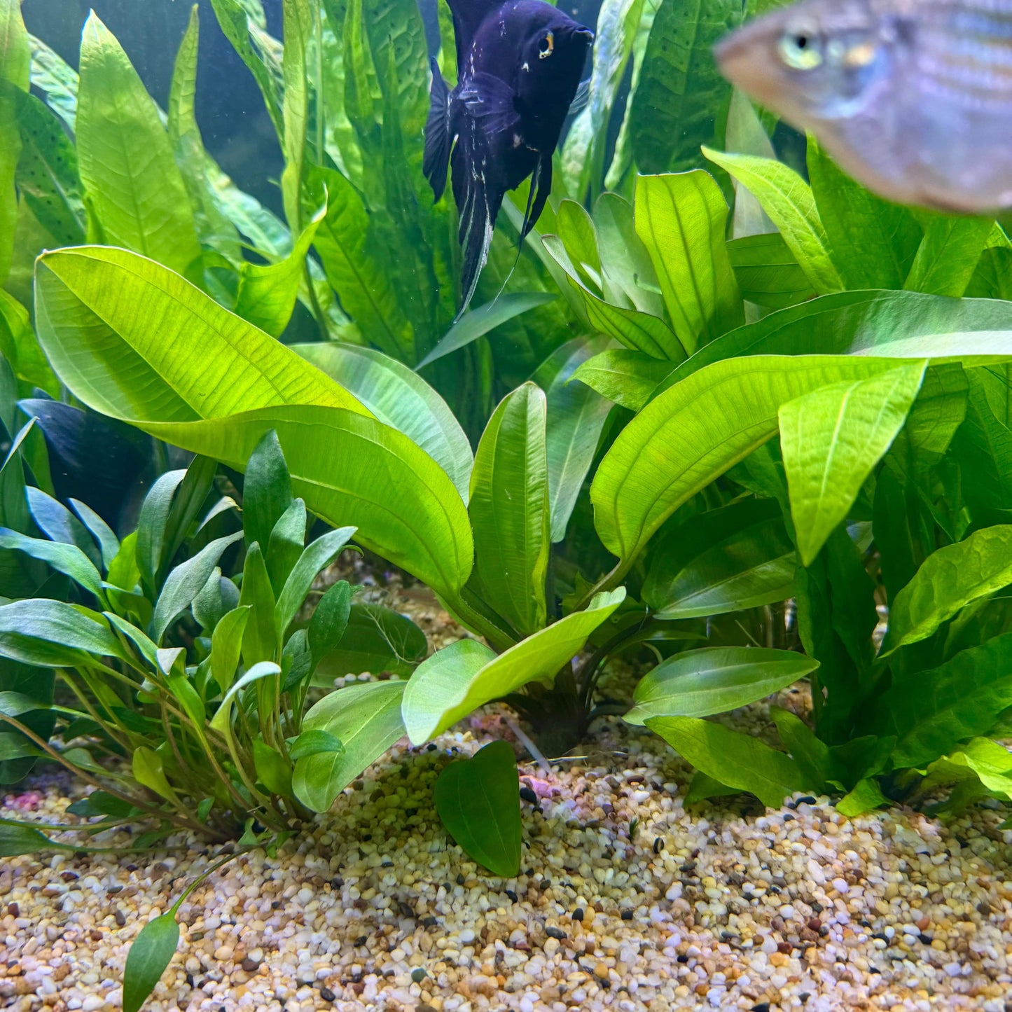 Pisces Enterprises 5cm Pot Echinodorus Fire Feather 5cm Pot Echinodorus Fire Feather 5cm Pot