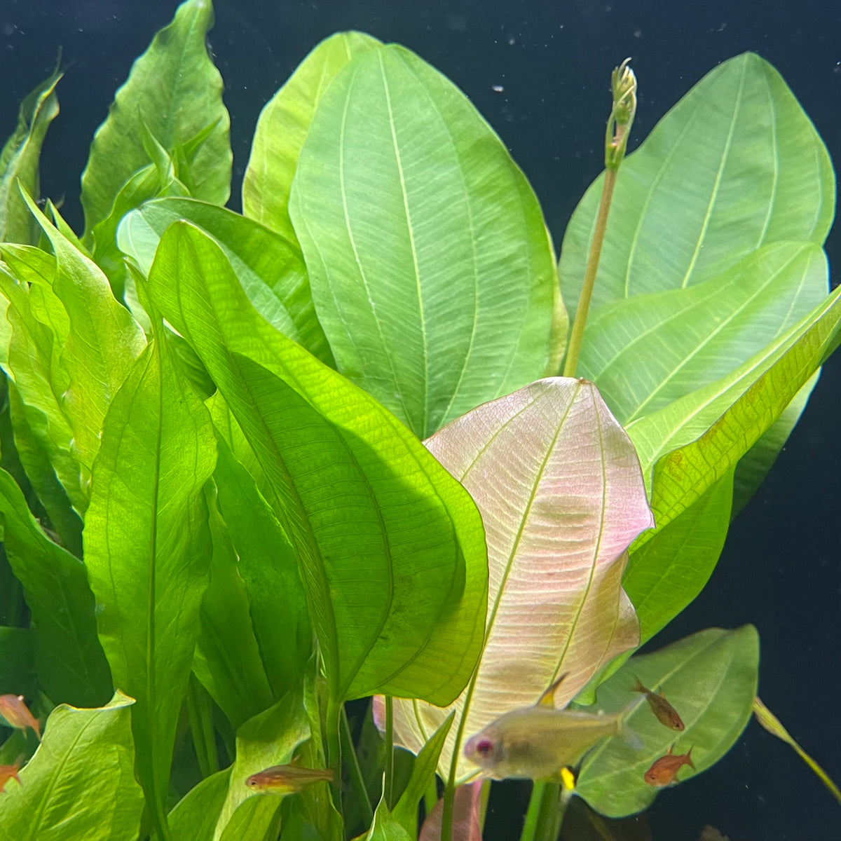 Pisces Enterprises 5cm Pot Echinodorus Oriental 5cm Pot Echinodorus Oriental 5cm Pot