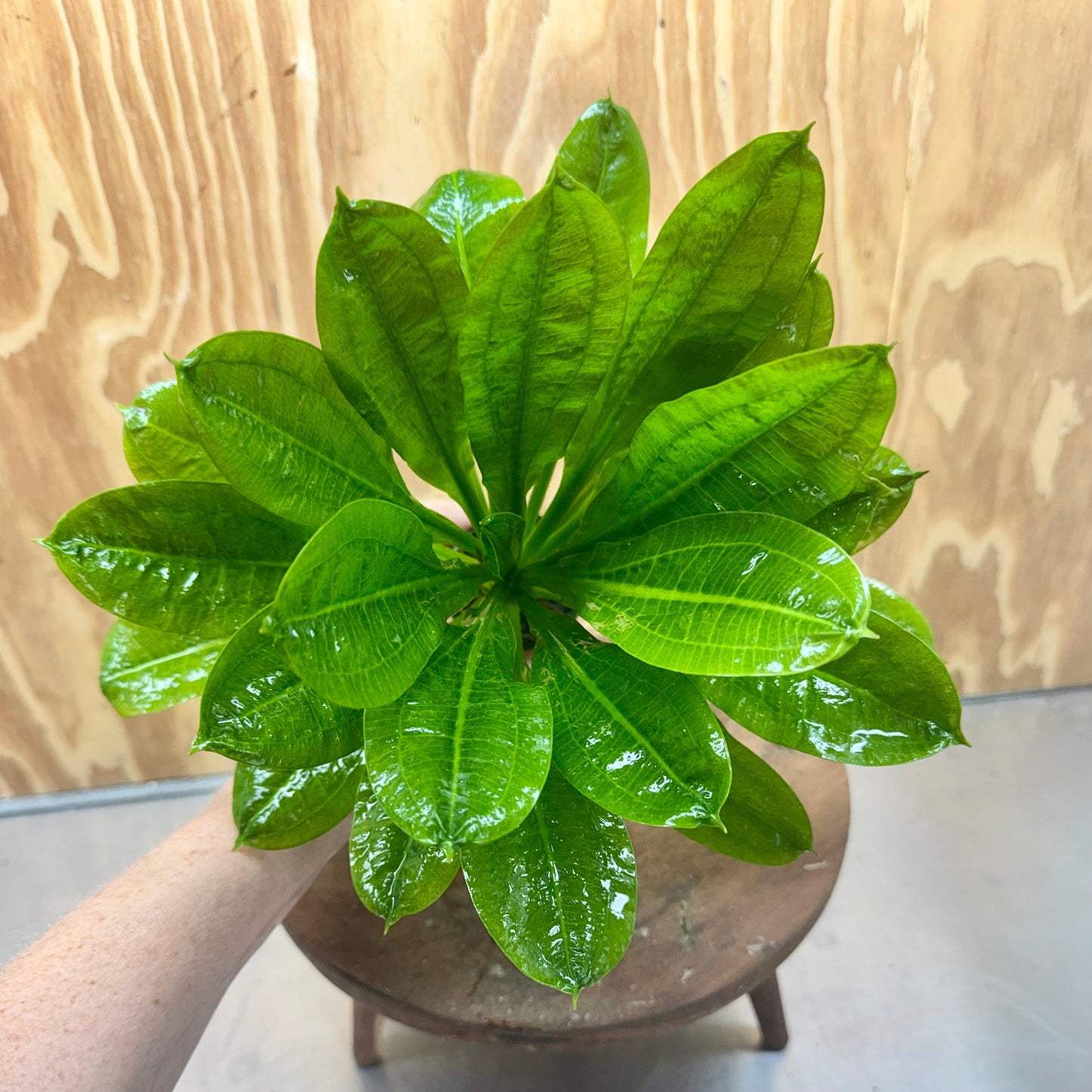 Pisces Enterprises 5cm Pot Echinodorus Tropica 5cm Pot Echinodorus Tropica 5cm Pot