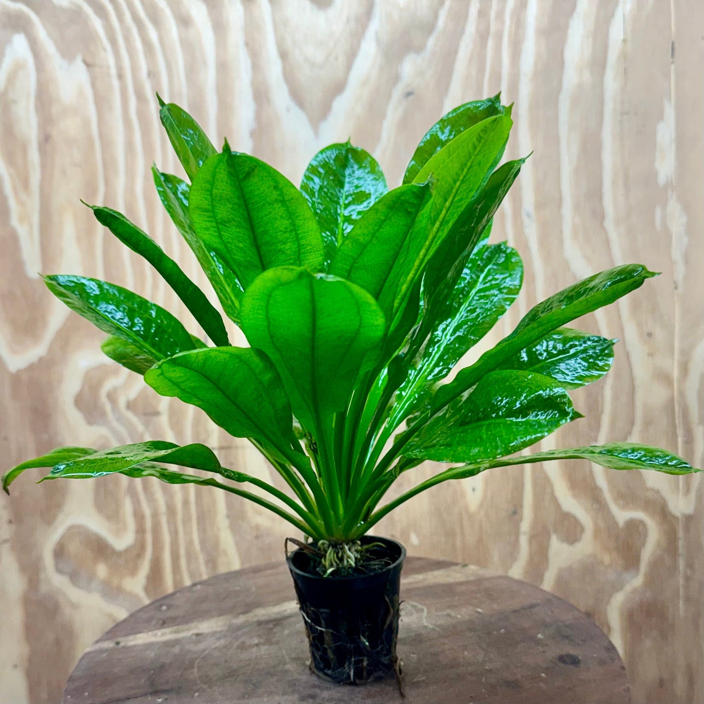 Pisces Enterprises 5cm Pot Echinodorus Tropica 5cm Pot Echinodorus Tropica 5cm Pot