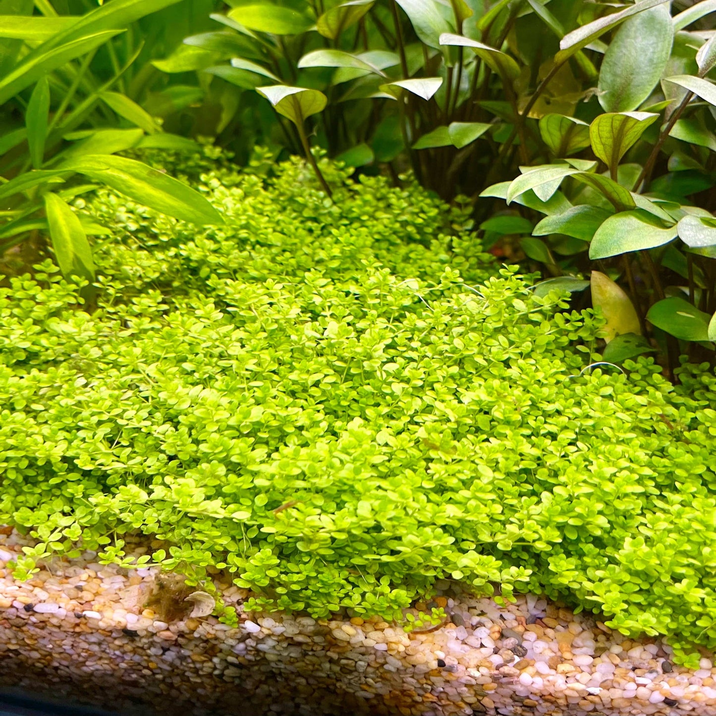 Pisces Enterprises 5cm Pot Hemianthus callitrichoides “Cuba” 5cm Pot Hemianthus callitrichoides “Cuba” 5cm Pot