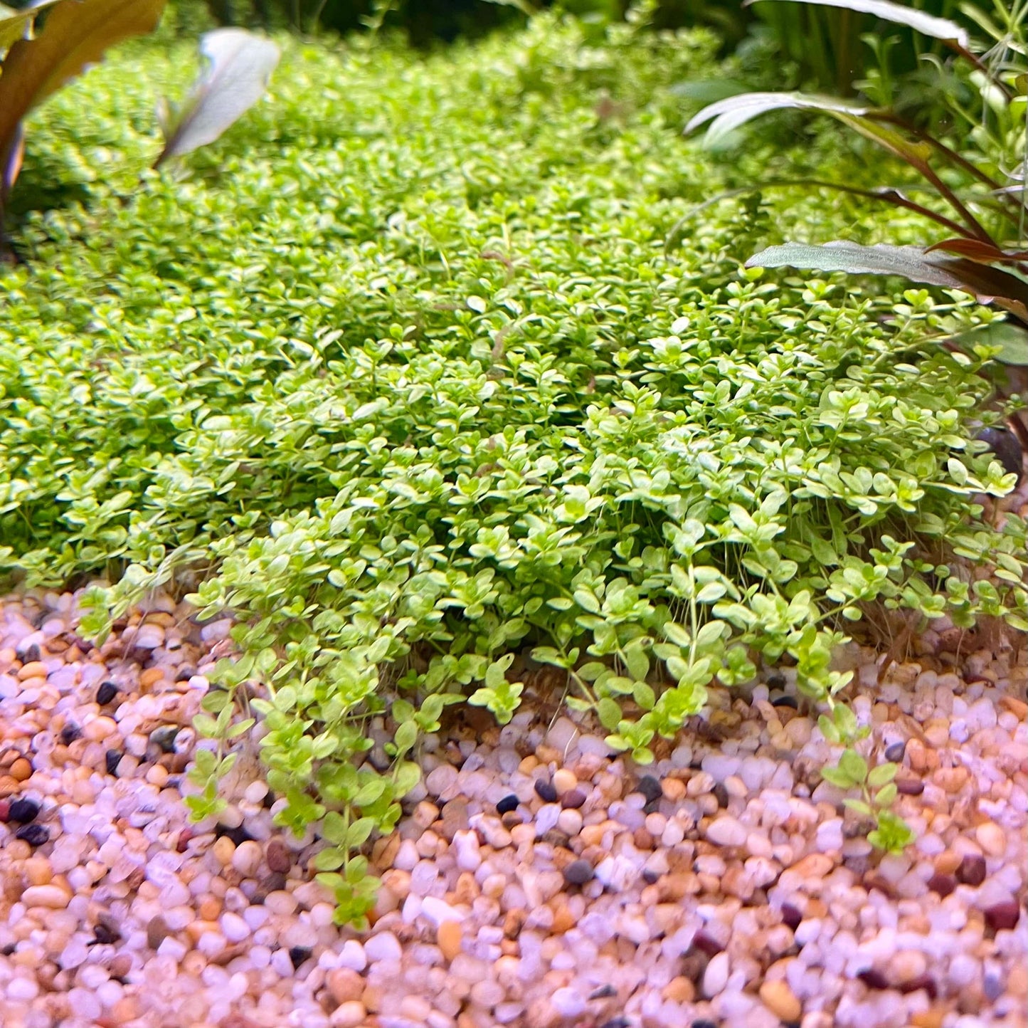 Pisces Enterprises 5cm Pot Hemianthus callitrichoides “Cuba” 5cm Pot Hemianthus callitrichoides “Cuba” 5cm Pot