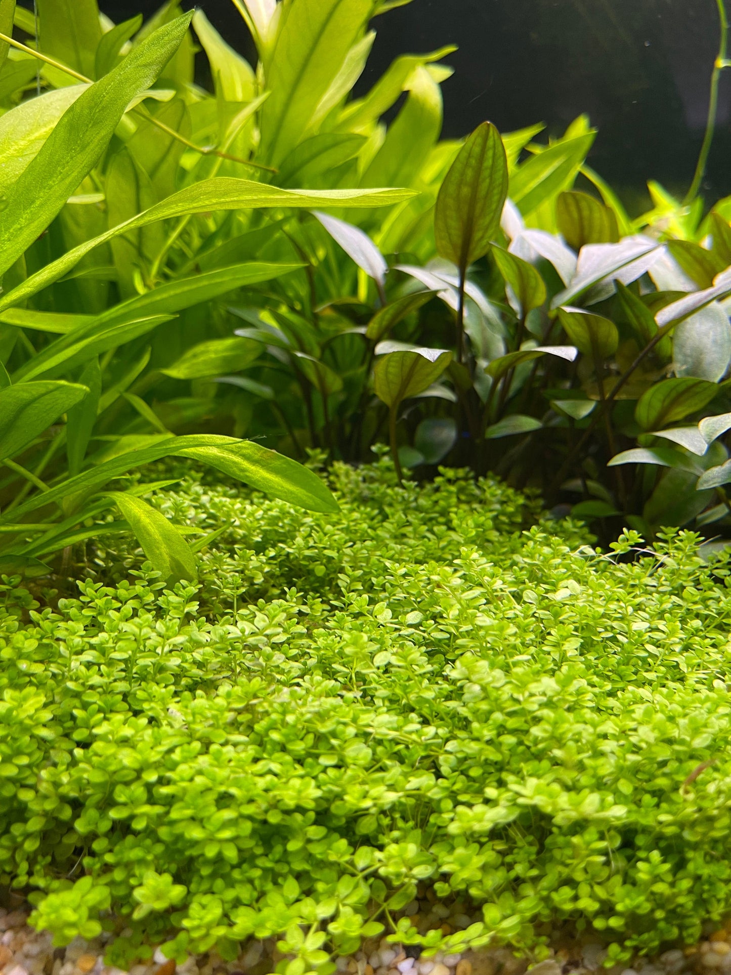 Pisces Enterprises 5cm Pot Hemianthus callitrichoides “Cuba” 5cm Pot Hemianthus callitrichoides “Cuba” 5cm Pot