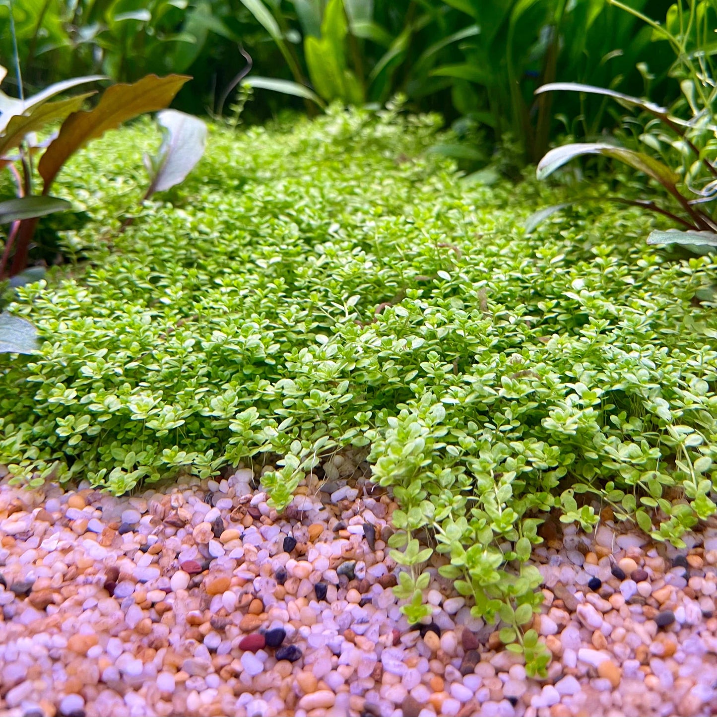 Pisces Enterprises 5cm Pot Hemianthus callitrichoides “Cuba” 5cm Pot Hemianthus callitrichoides “Cuba” 5cm Pot