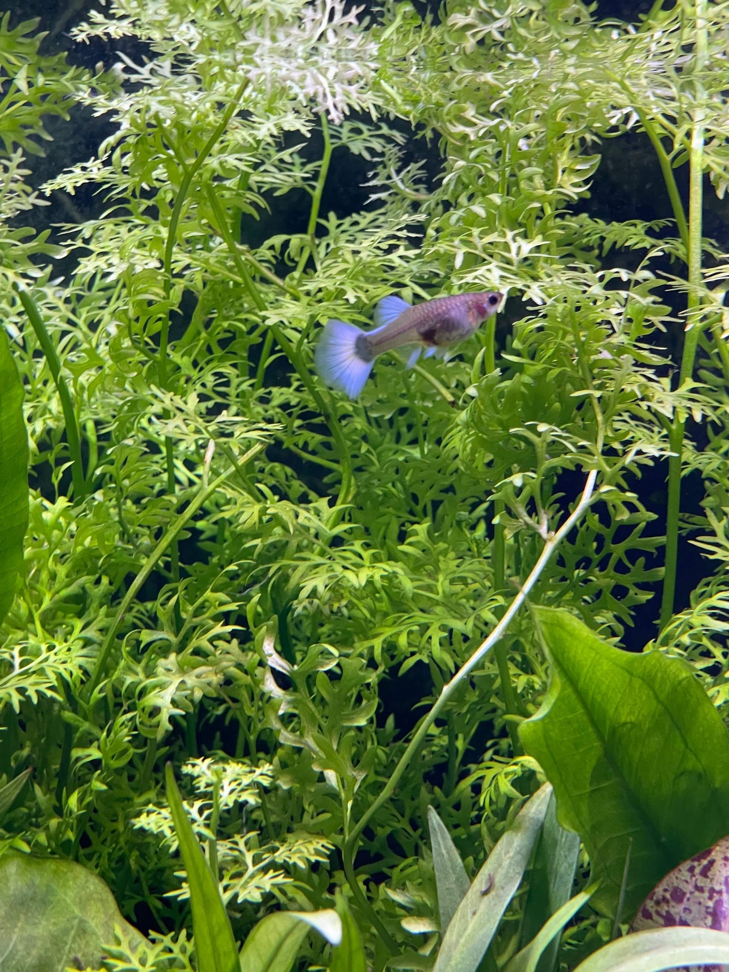 Pisces Enterprises 5cm Pot Lace Fern 5cm Pot Lace Fern 5cm Pot