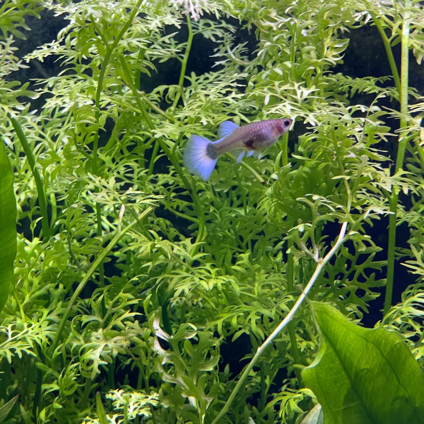 Pisces Enterprises 5cm Pot Lace Fern 5cm Pot Lace Fern 5cm Pot