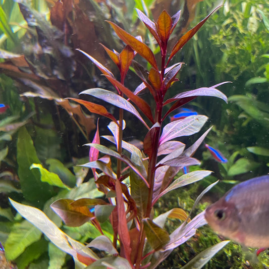 Pisces Enterprises 5cm Pot Scarlet Ludwigia 5cm Pot Scarlet Ludwigia 5cm Pot