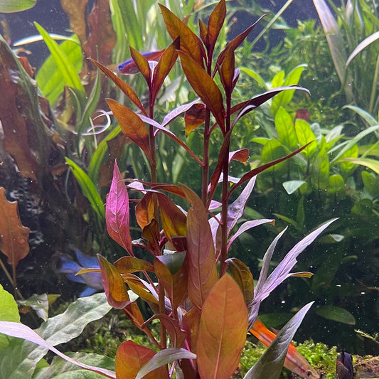 Pisces Enterprises 5cm Pot Scarlet Ludwigia 5cm Pot Scarlet Ludwigia 5cm Pot