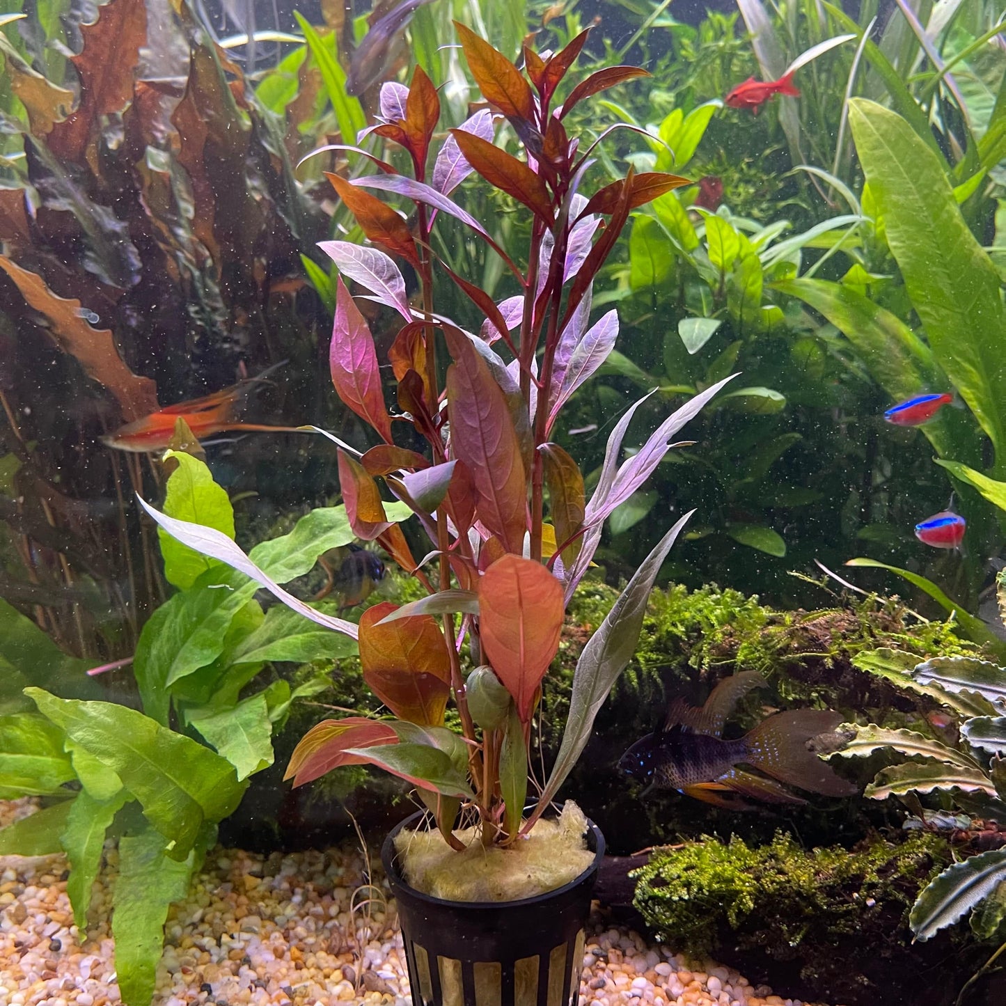 Pisces Enterprises 5cm Pot Scarlet Ludwigia 5cm Pot Scarlet Ludwigia 5cm Pot