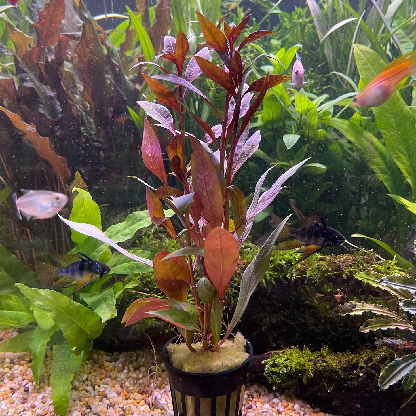 Pisces Enterprises 5cm Pot Scarlet Ludwigia 5cm Pot Scarlet Ludwigia 5cm Pot