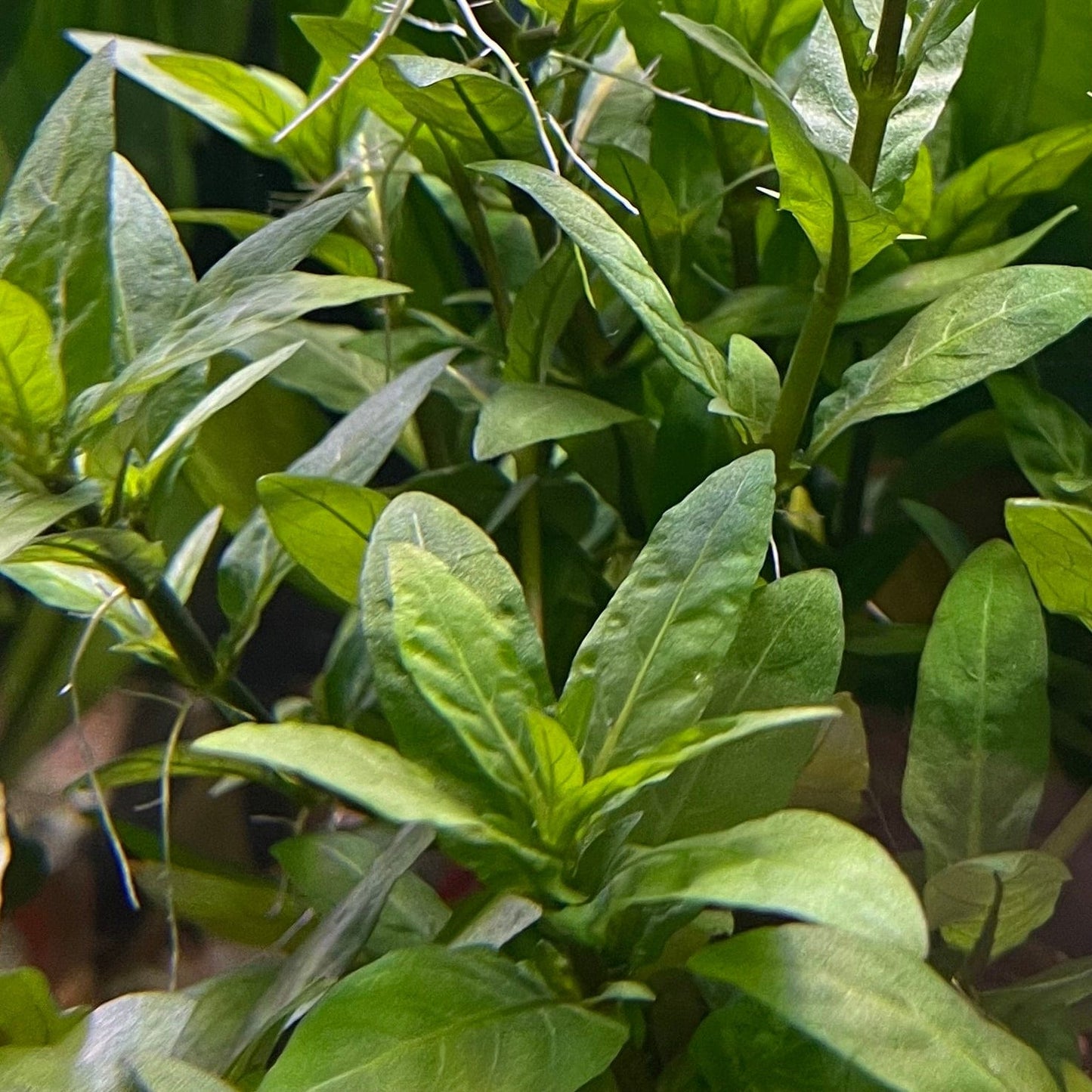 Pisces Enterprises 5cm Pot Staurogyne 5cm Pot Staurogyne 5cm Pot