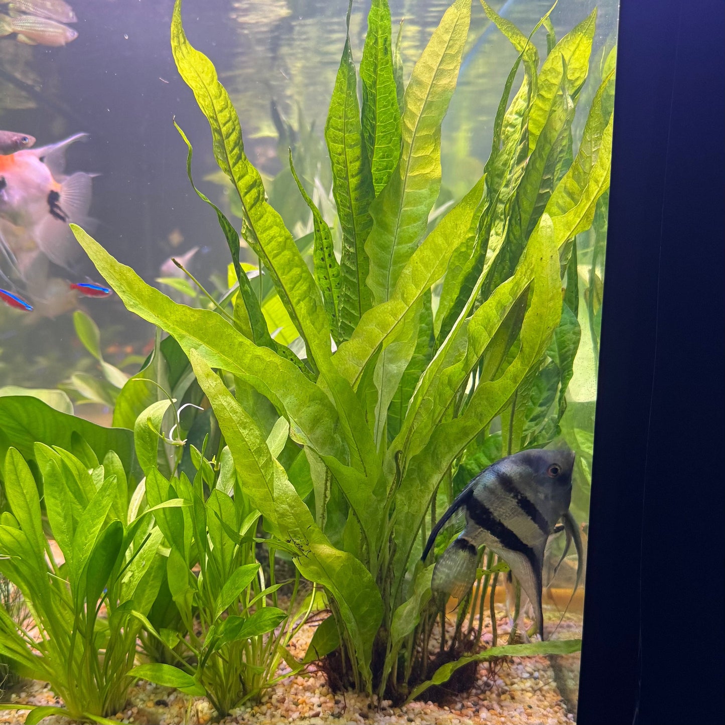 Pisces Enterprises 5cm Pot 'Thai' variant Microsorum pteropus (Thai Java Fern) 5cm pot 'Thai' variant Microsorum pteropus (Thai Java Fern) 5cm pot