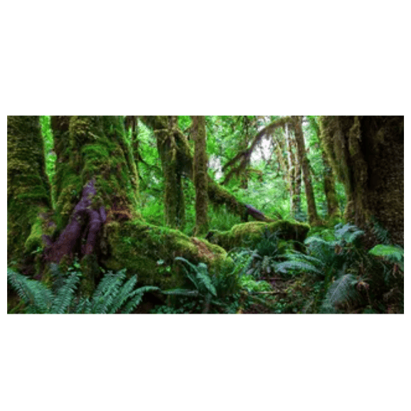 Tank Terrarium Australia Aqua Natural 2 foot (40cm high by 60cm wide) Amazon Rainforest Poster Background Amazon Rainforest Terrarium Background - Tank Terrarium Australia
