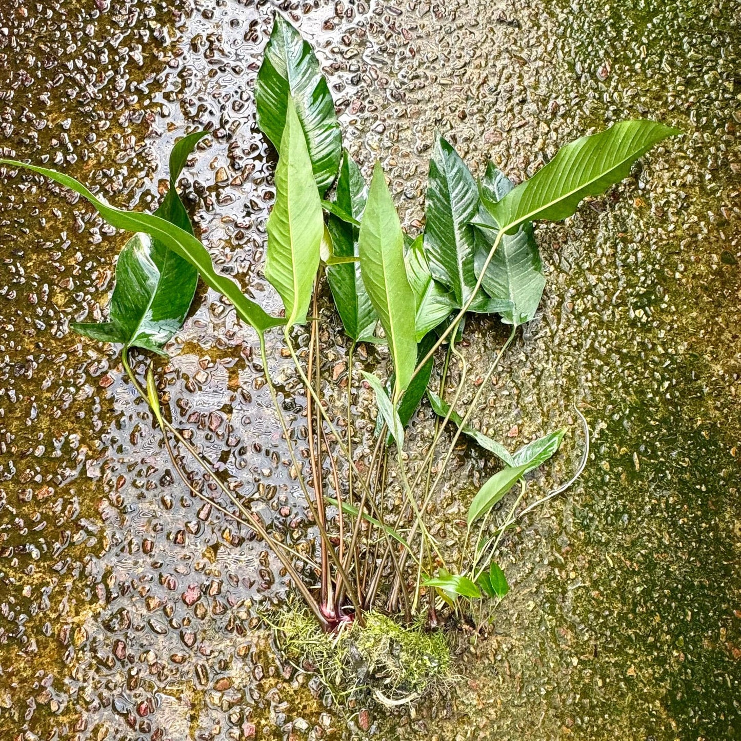 Pisces Enterprises Bare-root Plant Anubias Hybrid Bare-root Extra-Large - One Only Anubias Hybrid Bare-root - Aquarium Plants Australia