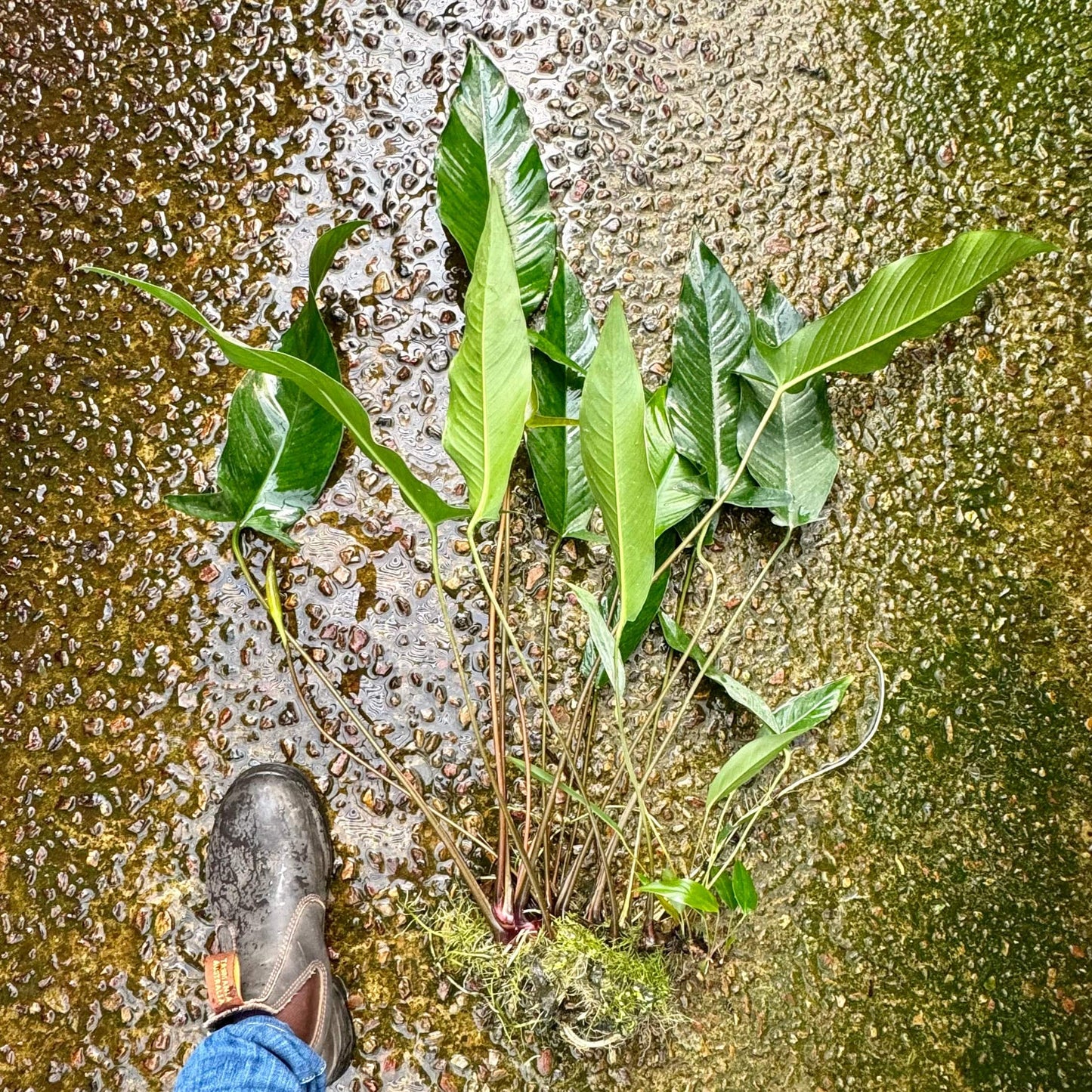 Pisces Enterprises Bare-root Plant Anubias Hybrid Bare-root Extra-Large - One Only Anubias Hybrid Bare-root - Aquarium Plants Australia