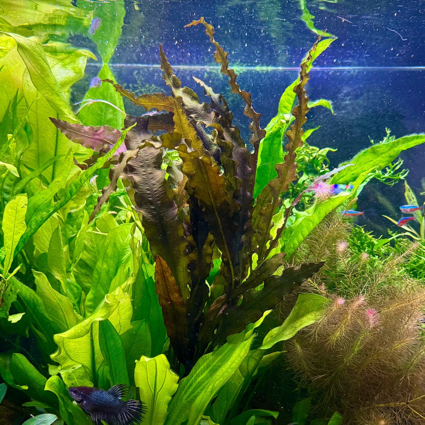 Pisces Enterprises Bare-root Plant Aponogeton Crispus Bare-root 30cm+ Aponogeton Crispus 30cm+ - Aquarium Plants Australia