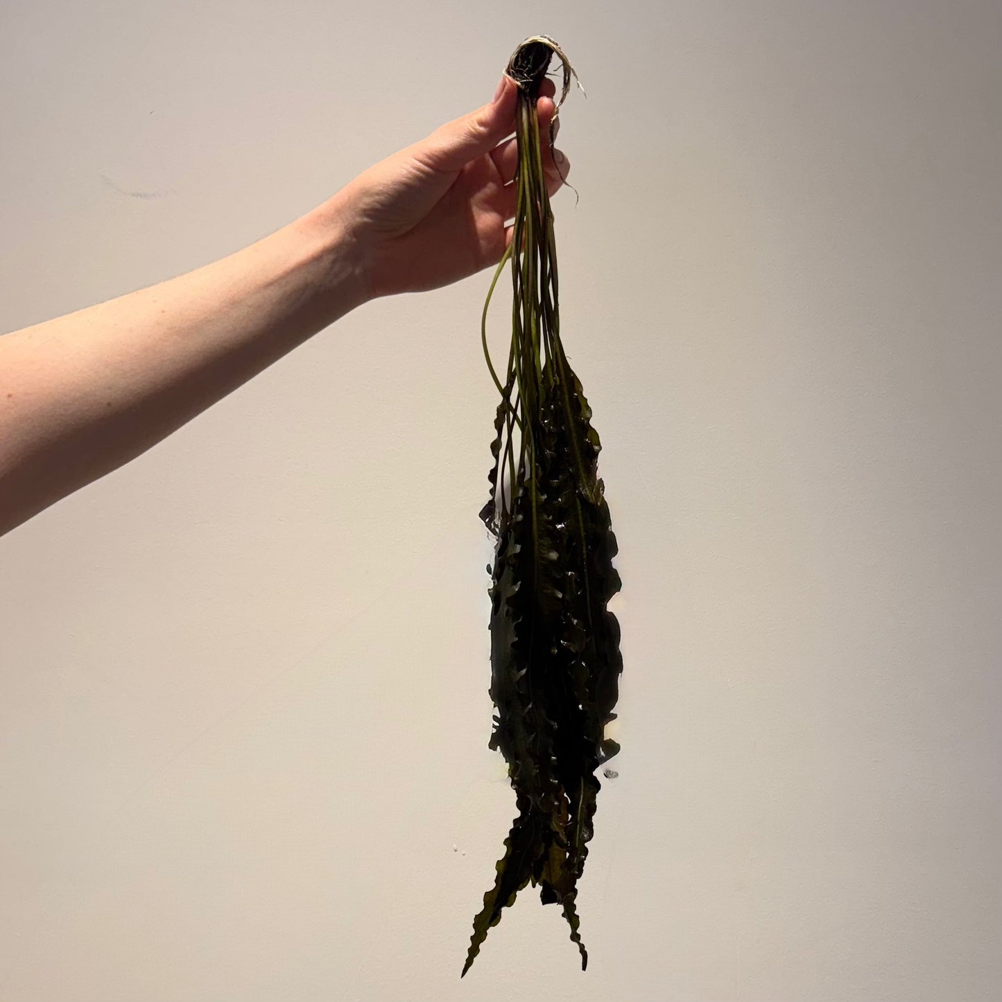 Pisces Enterprises Bare-root Plant Aponogeton Crispus Bare-root 30cm+ Aponogeton Crispus 30cm+ - Aquarium Plants Australia