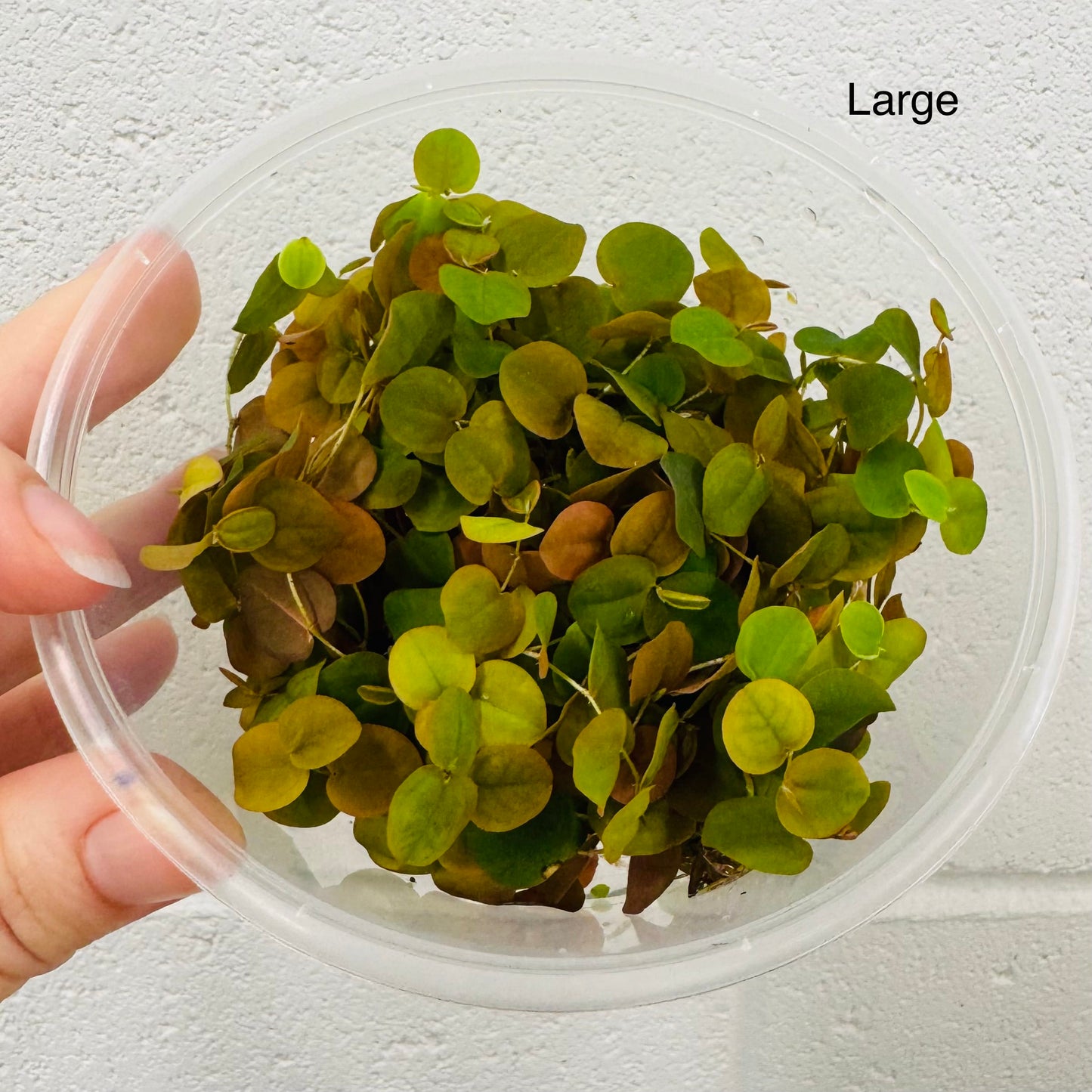 Scapeshop.com.au Bare-Root Plant Red Root Floater Tubs Red Root Floater Floating Aquarium Plants for sale in Australia