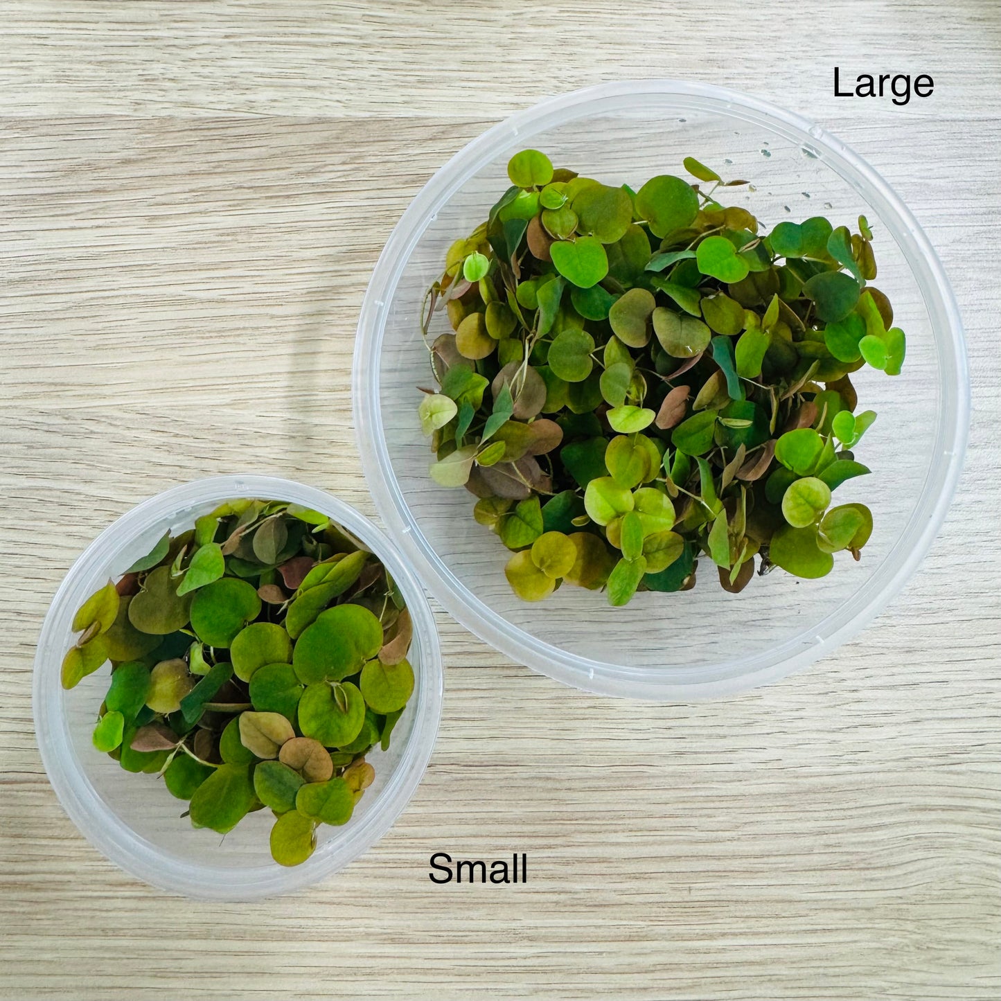 Scapeshop.com.au Bare-Root Plant Red Root Floater Tubs Red Root Floater Floating Aquarium Plants for sale in Australia
