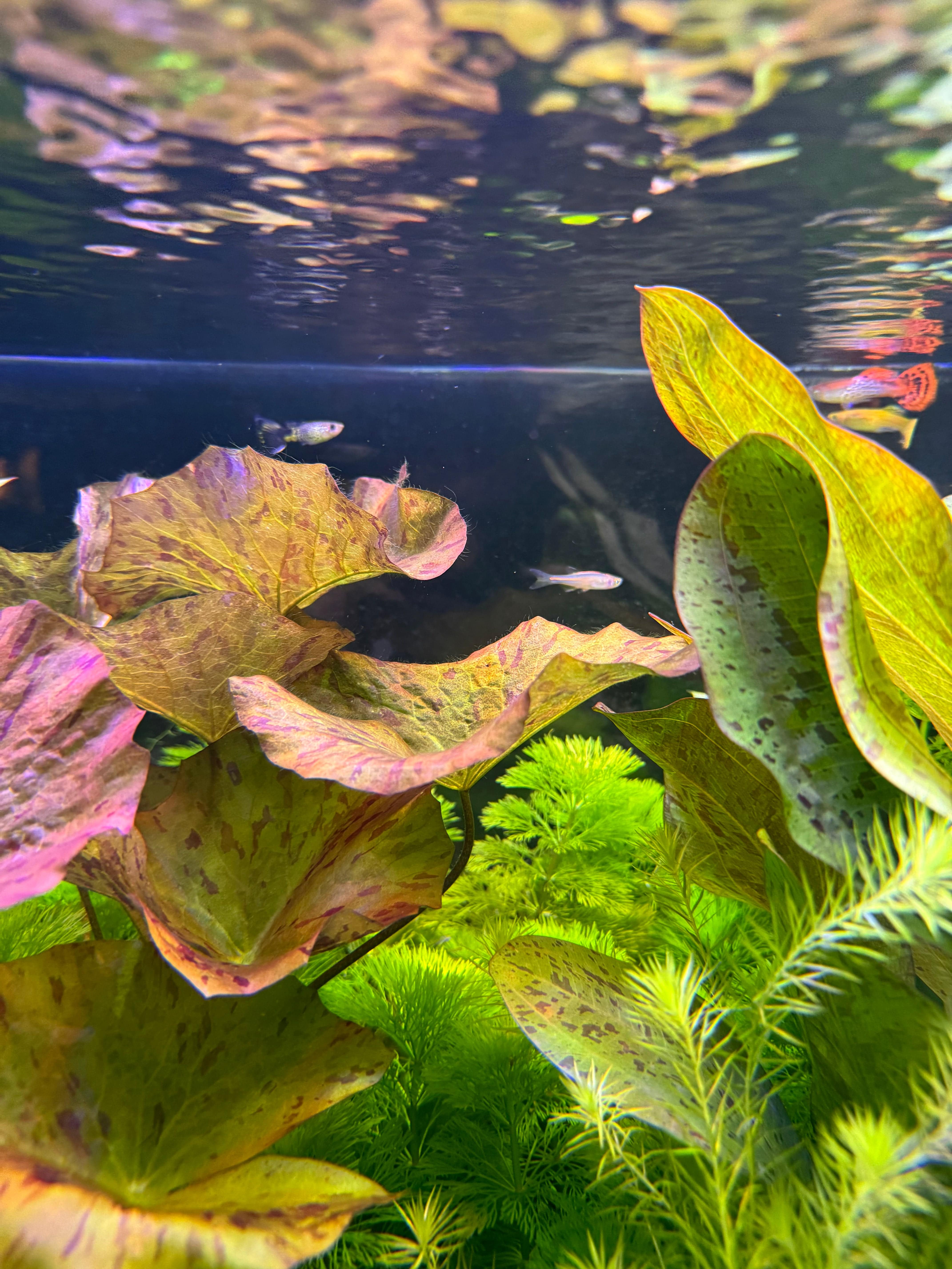Pisces Enterprises Bare-root Plant Tiger Lotus Red Bare-root Tiger Lotus Red Bare-root