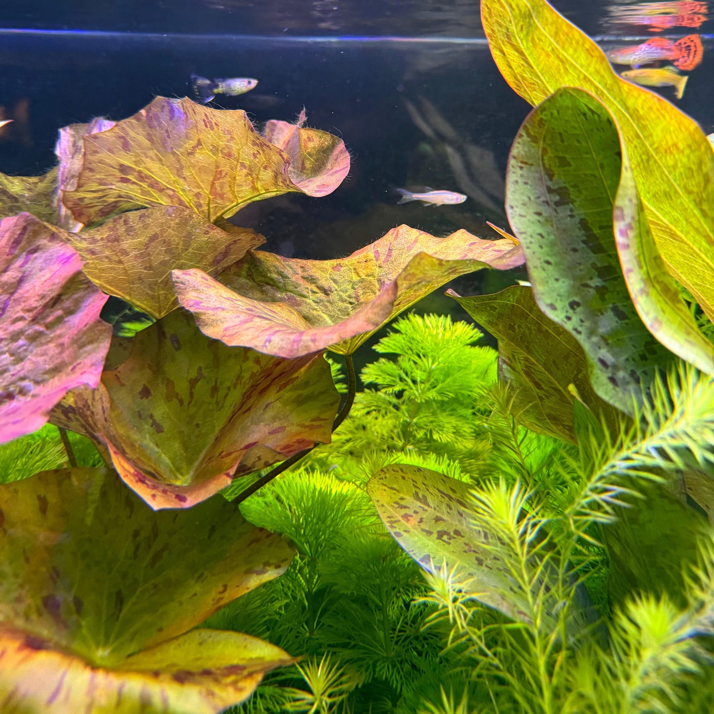 Pisces Enterprises Bare-root Plant Tiger Lotus Red Bare-root Tiger Lotus Red Bare-root