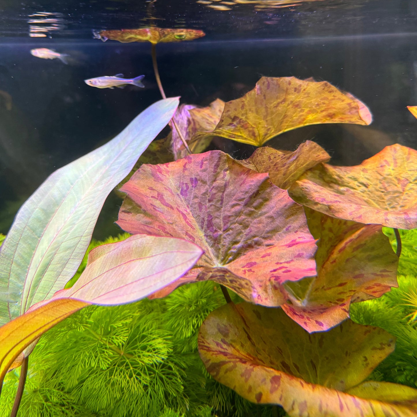 Pisces Enterprises Bare-root Plant Tiger Lotus Red Bare-root Tiger Lotus Red Bare-root