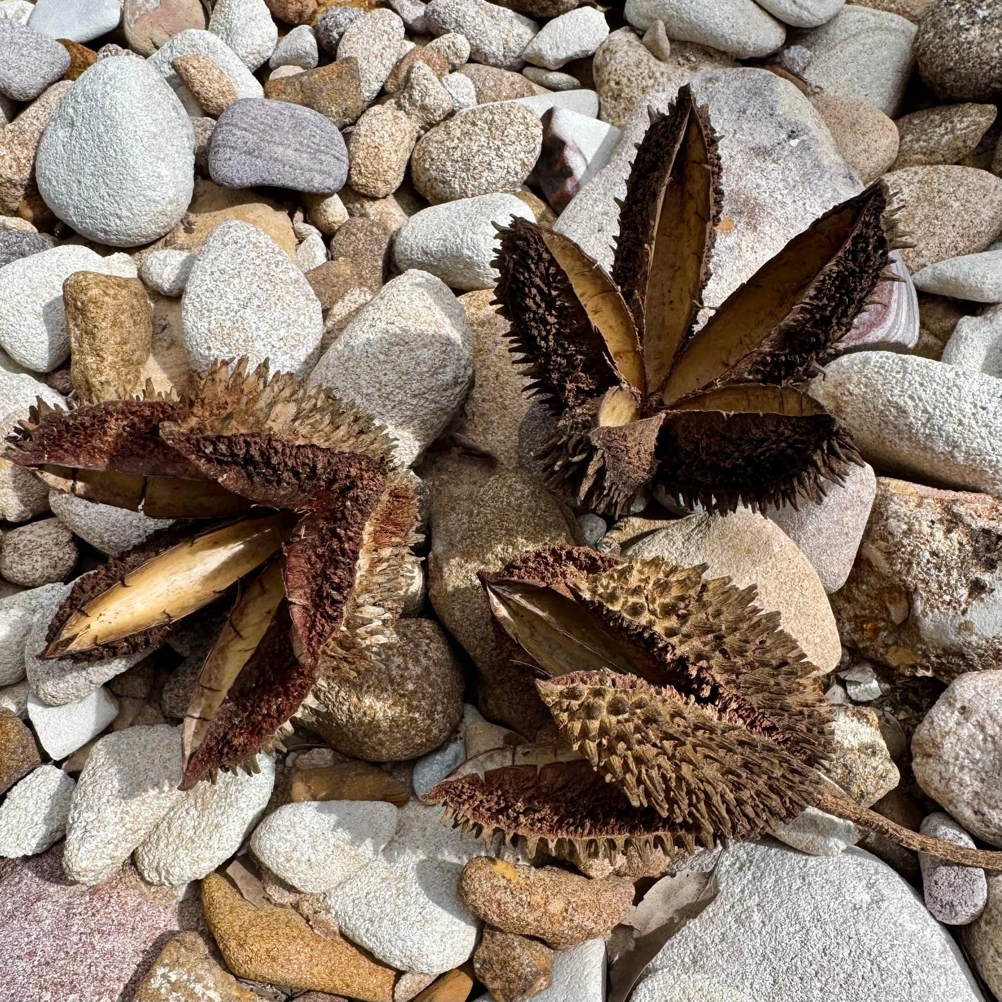 Scapeshop.com.au Botanicals Crows Foot Ash Seed Pod Buy Crows Foot Ash Seed Pod for Blackwater Aquarium from Scapeshop Australia