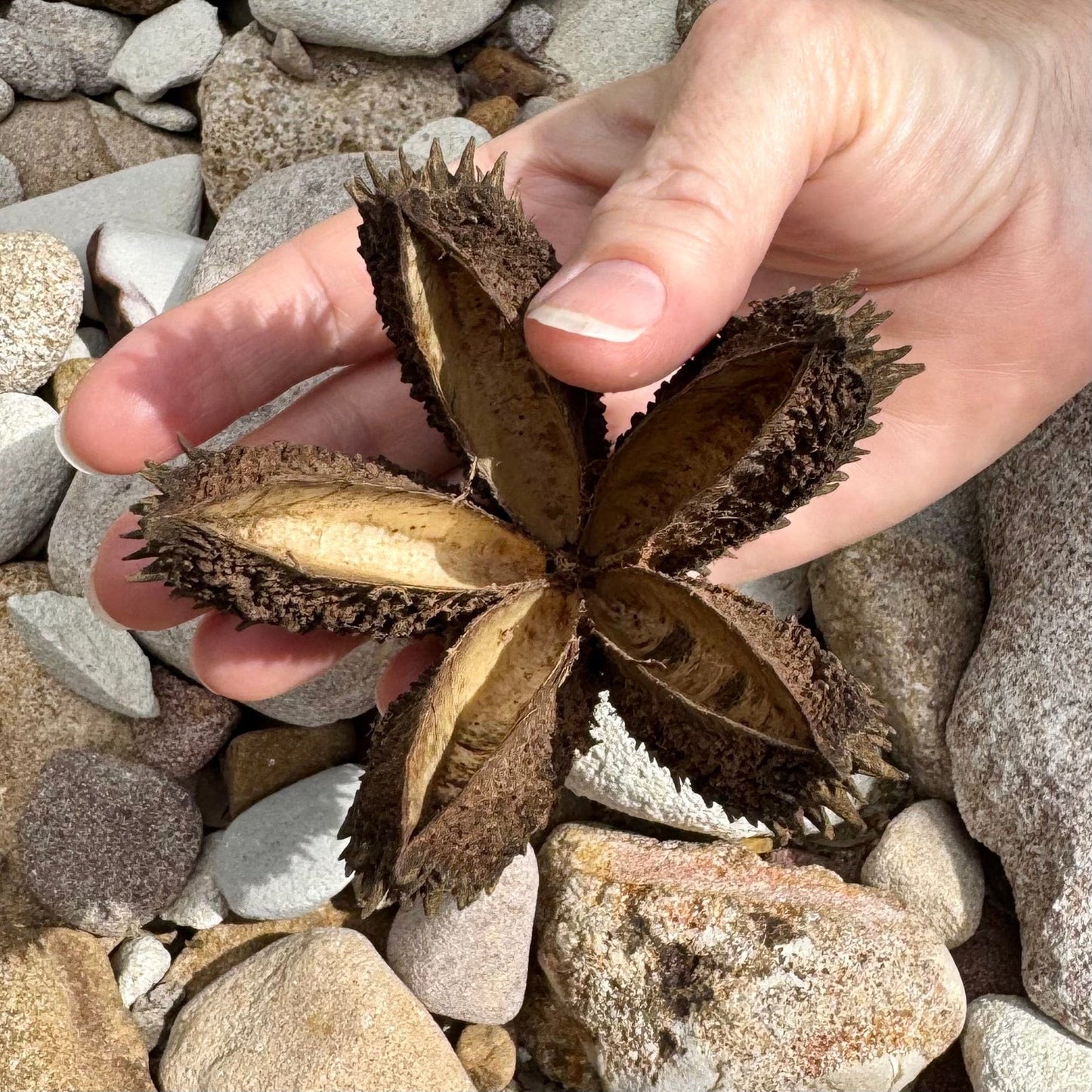 Scapeshop.com.au Botanicals Crows Foot Ash Seed Pod Buy Crows Foot Ash Seed Pod for Blackwater Aquarium from Scapeshop Australia