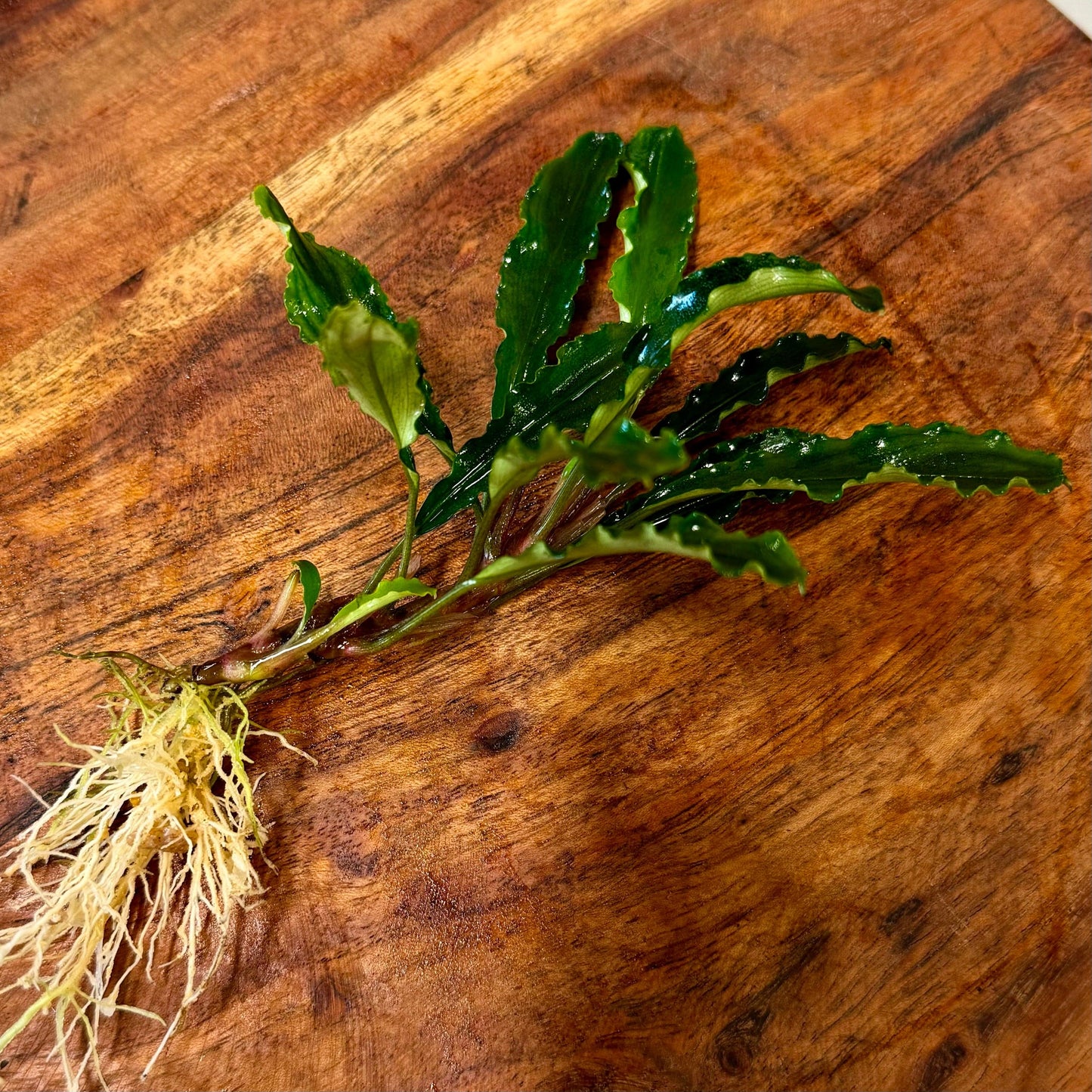 Scapeshop.com.au Bucephalandra Bucephalandra Bare Root Plant (Broad Green Leaf) Bucephalandra Bare Root Plant (Broad Green Leaf) - Scapeshop Australia