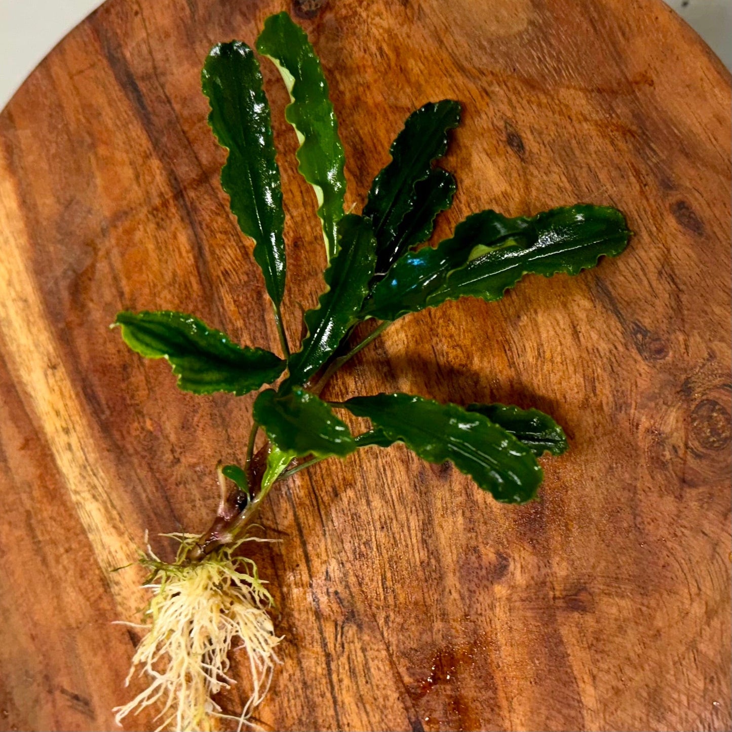 Scapeshop.com.au Bucephalandra Bucephalandra Bare Root Plant (Broad Green Leaf) Bucephalandra Bare Root Plant (Broad Green Leaf) - Scapeshop Australia