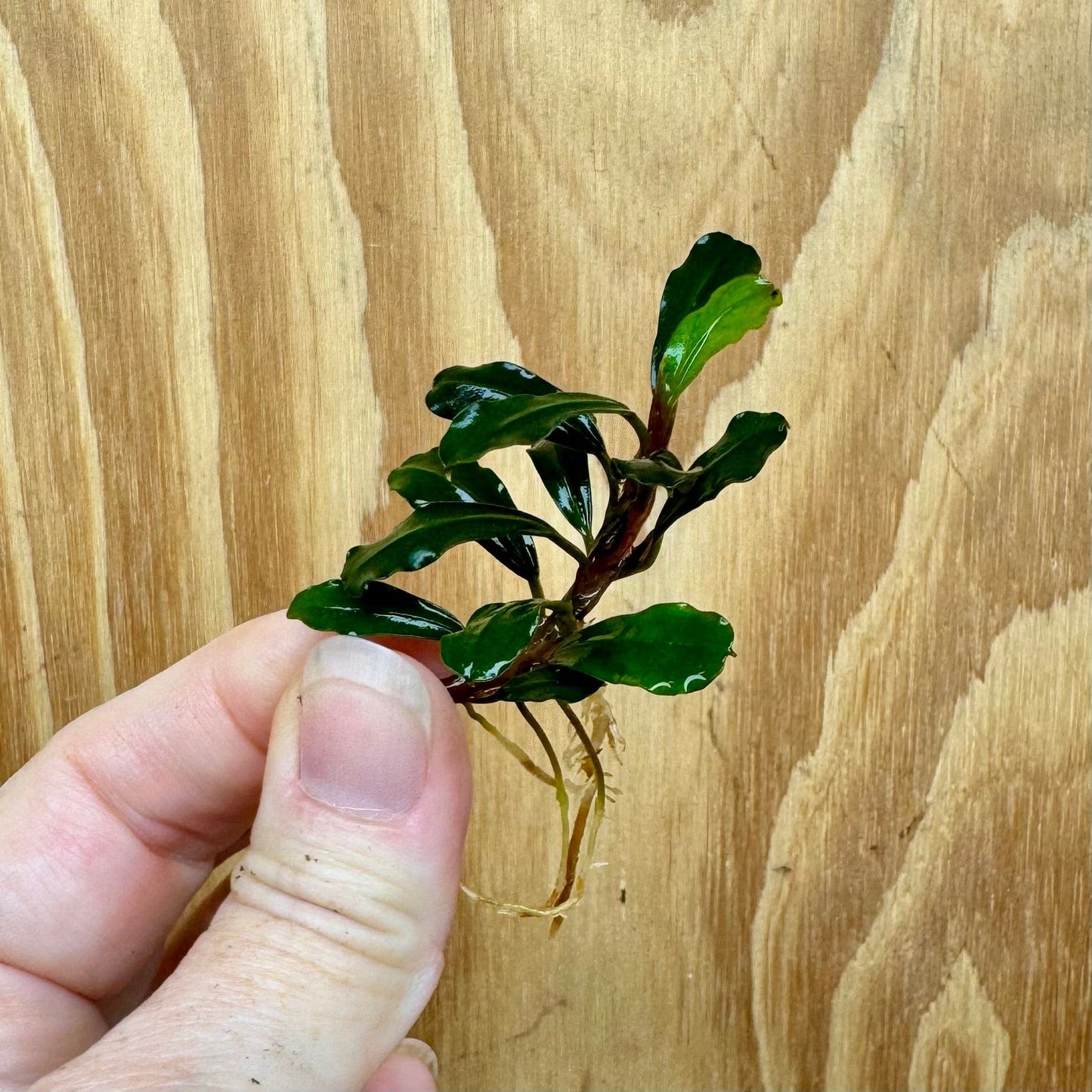 Scapeshop.com.au Bucephalandra Bucephalandra Bare Root Plant (Petite Green Buce) Buy Bucephalandra Bare Root Plant (Petite Green Buce) for Aquarium