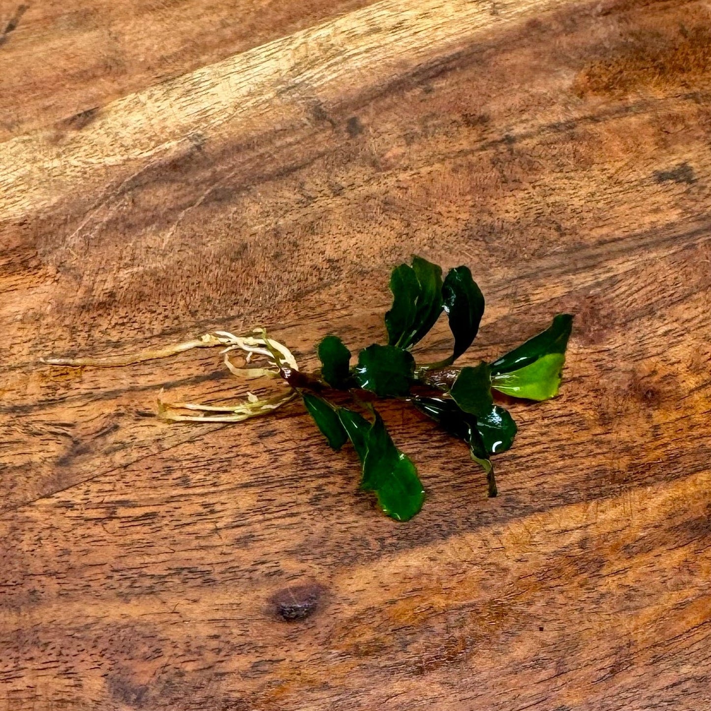 Scapeshop.com.au Bucephalandra Bucephalandra Bare Root Plant (Petite Green Buce) Buy Bucephalandra Bare Root Plant (Petite Green Buce) for Aquarium