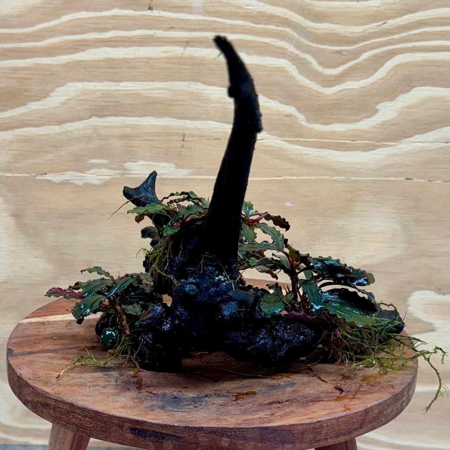 Scapeshop.com.au Bucephalandra Bucephalandra Multi-Planted Driftwood (4 Plants) - ONE ONLY - Piece 1