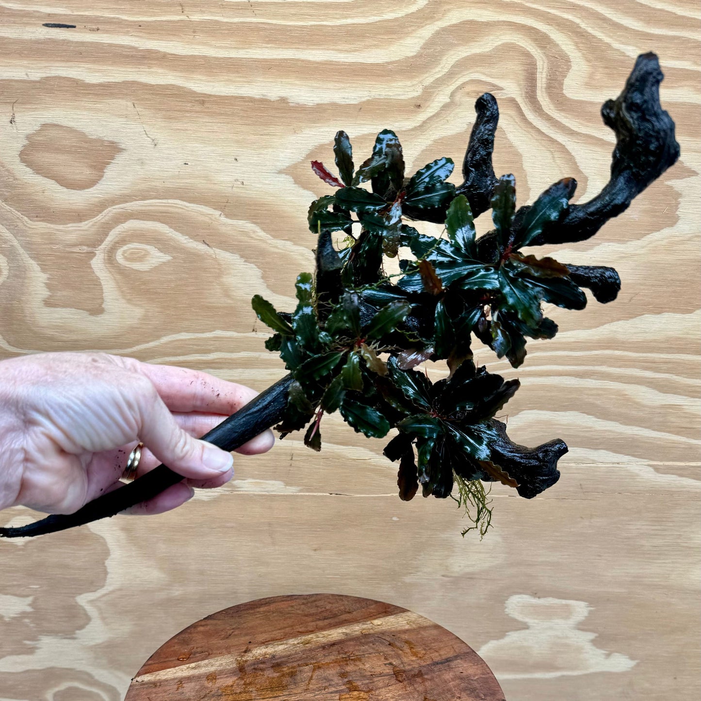 Scapeshop.com.au Bucephalandra Bucephalandra Multi-Planted Driftwood (4 Plants) - ONE ONLY - Piece 1