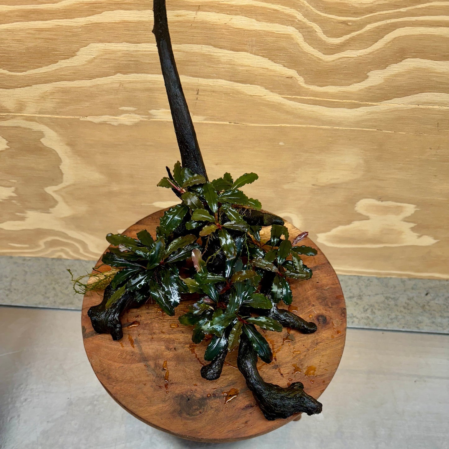Scapeshop.com.au Bucephalandra Bucephalandra Multi-Planted Driftwood (4 Plants) - ONE ONLY - Piece 1
