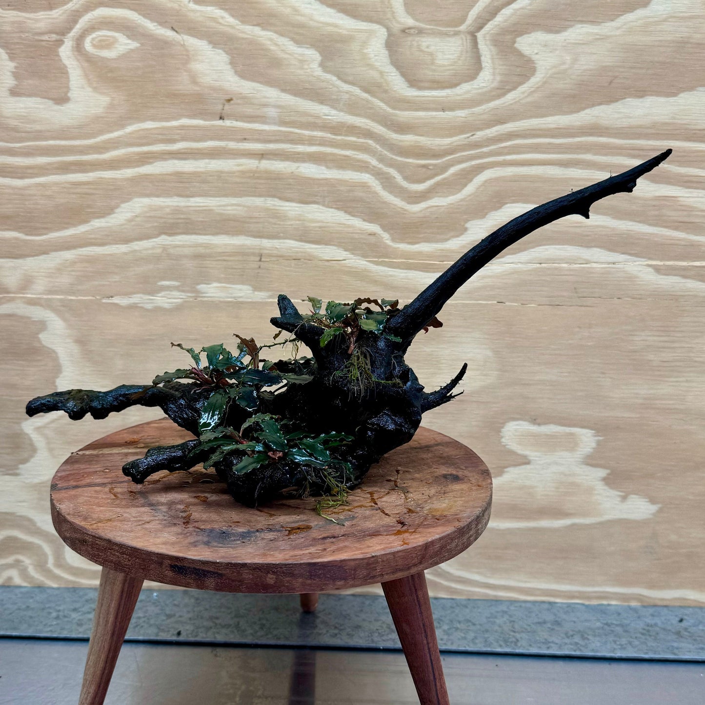 Scapeshop.com.au Bucephalandra Bucephalandra Multi-Planted Driftwood (4 Plants) - ONE ONLY - Piece 1