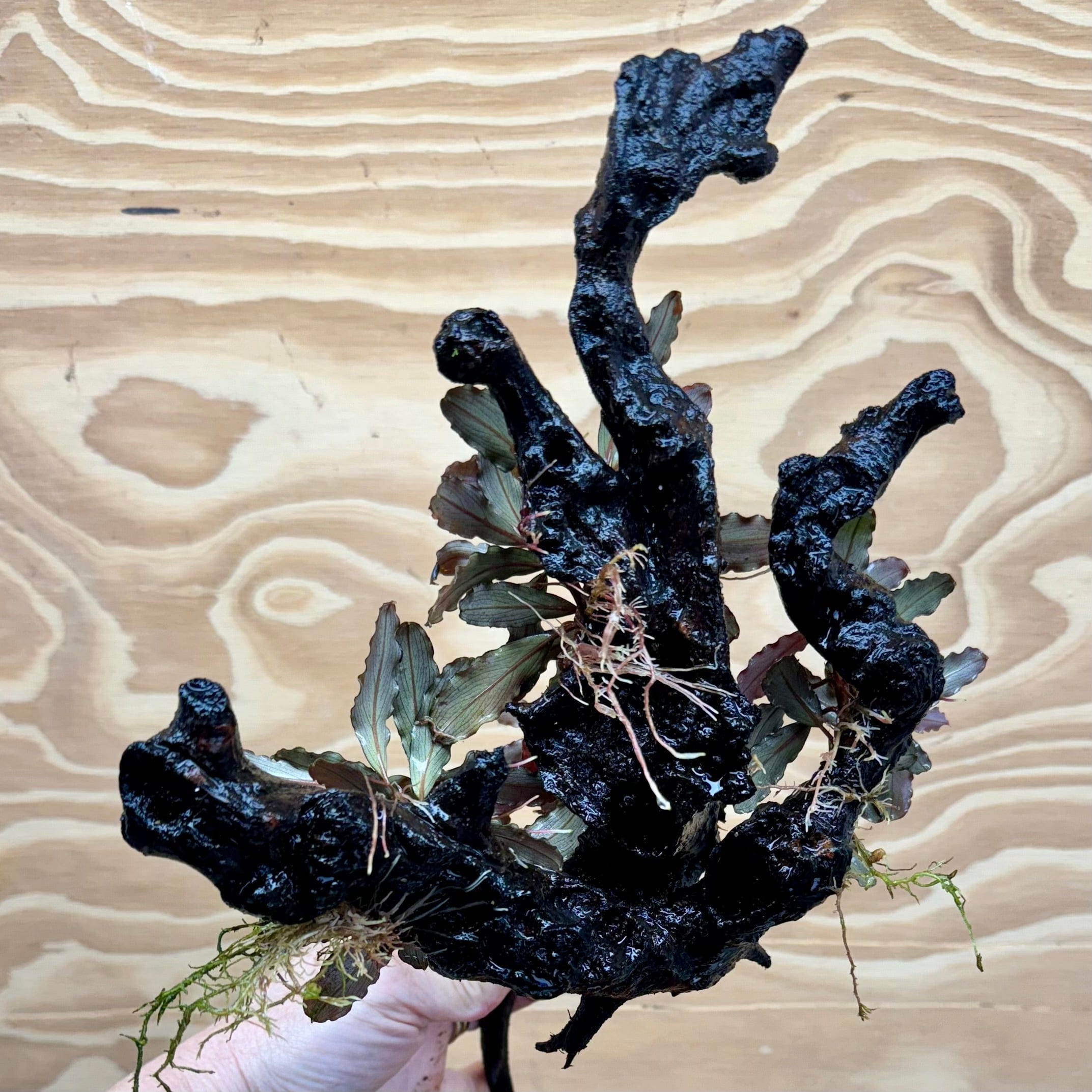 Scapeshop.com.au Bucephalandra Bucephalandra Multi-Planted Driftwood (4 Plants) - ONE ONLY - Piece 1