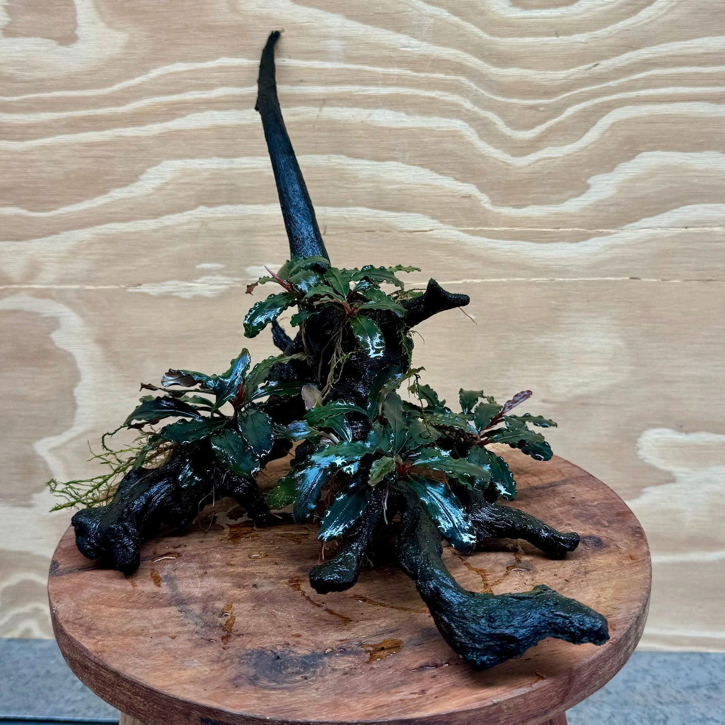 Scapeshop.com.au Bucephalandra Bucephalandra Multi-Planted Driftwood (4 Plants) - ONE ONLY - Piece 1