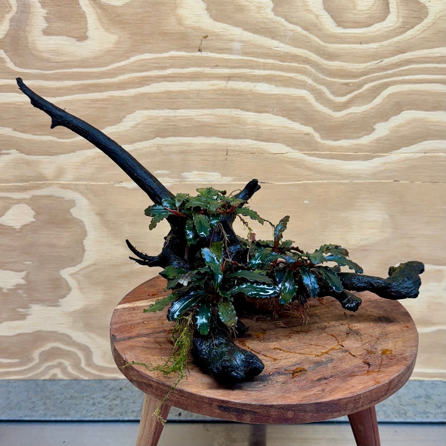 Scapeshop.com.au Bucephalandra Bucephalandra Multi-Planted Driftwood (4 Plants) - ONE ONLY - Piece 1