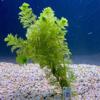 Pisces Enterprises Bunch Plant Ambulia Bunch Ambulia Bunch Aquarium Plants for sale online