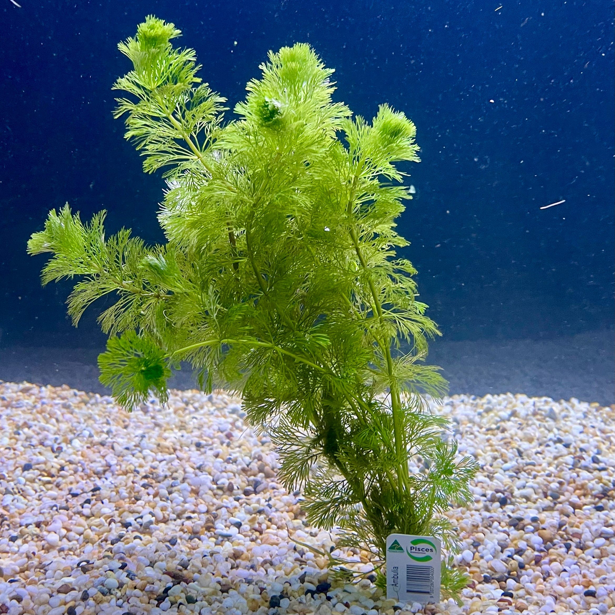 Pisces Enterprises Bunch Plant Ambulia Bunch Ambulia Bunch Aquarium Plants for sale online