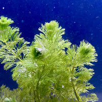 Pisces Enterprises Bunch Plant Ambulia Bunch Ambulia Bunch Aquarium Plants for sale online
